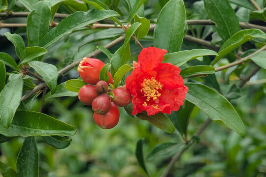 Flowers of pomegranate tree - Punica granatum L. - are bloom in Nagasaki prefecture, Red fowers of pomegranate, Red orange gorgeous pomegranate tree flower close-up against blue sky and green leaves. 