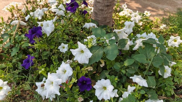 Purple and white sweet alyssum flowers blooming in a garden bed
