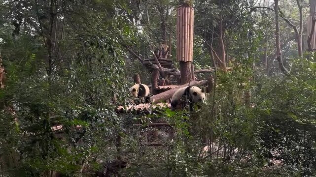 Giant pandas resting and playing at Chengdu Panda Research Base in China, showcasing endangered wildlife, bamboo habitat, conservation, and natural behavior in a forest enclosure.