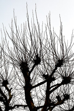 Winter, branches and trees outdoor in forest for environment, cold weather or nature conservation. Sustainability, season and ecology in woods for countryside, reserve and natural wilderness.