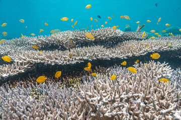 Coral reef off the coast of island in South Pacific © John Anderson