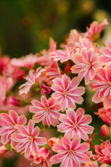 Obraz premium Lewisias (Lewisia cotyledon) also known as Cliff Maids or Siskiyou Lewisia are brightly colored low-growing early summer perennials. They are perfect for rock gardens.