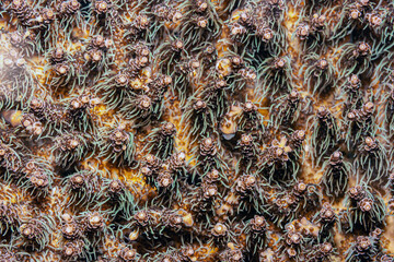 Coral reef off the coast of island in South Pacific © John Anderson