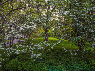 Fototapeta premium Central Park in spring, early morning