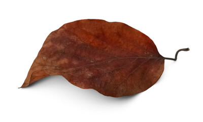 Fototapeta premium Dry leaf png no background