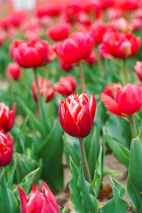 Fototapeta premium Red peony tulips, Tulipa gesneriana flowers with delicate white edged petals blooming in spring garden or park flowerbed. Nature floral background. Plant breeding, gardening, ornamental plant