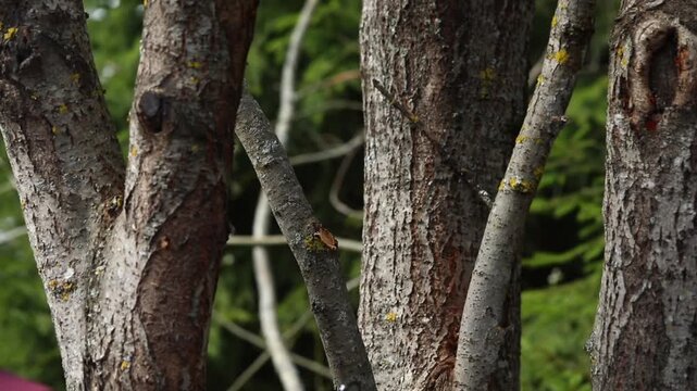 Close-up of a gardener performing sanitary pruning and crown shaping on a tree, using a handsaw to cut branches while wood chips fly