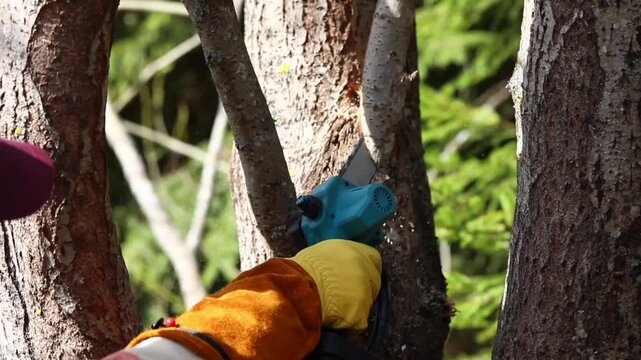 Close-up of a gardener performing sanitary pruning and crown shaping on a tree, using a handsaw to cut branches while wood chips fly, outdoors on a sunny day, wearing a yellow glove.