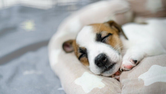 A heartwarming close-up of an adorable puppy sleeping peacefully in a cozy bed. The soft fur, gentle breathing, and relaxed expression create a serene and calming atmosphere.