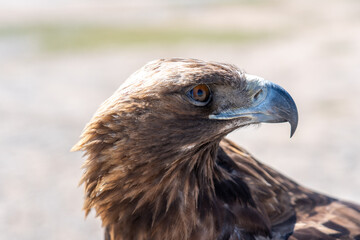 Obraz premium eagle close up