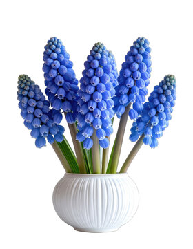 A vibrant bouquet of blue grape hyacinths is elegantly displayed in a white ceramic vase against a stark black background.