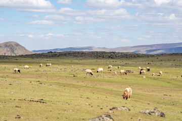 Obraz premium sheep flock