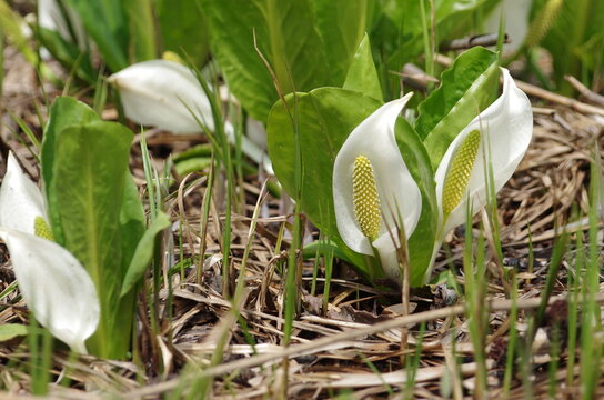水芭蕉の花　妙高高原いもり池付近の湿原にて