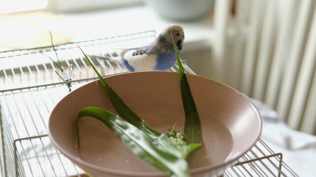 Parrot is bathing in a bowl of water next to the cage. Budgie splashing. Domestic animals healthy lifestyle. Pets care. Budgerigar bird funny video. Parakeet with wet feathers after swimming. 4K