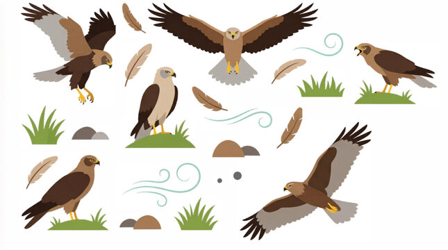 Majestic eagle and hawk vector set, flying birds of prey collection with feathers and nature elements, brown raptor wildlife illustrations for educational design
