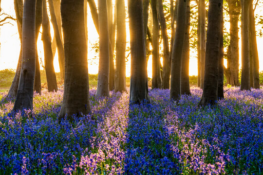 View of Bluebell Woodlands with vibrant purple flowers carpeting the forest floor under golden sunlight streaming through tall trees Oxfordshire, United Kingdom.