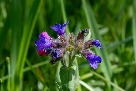 Macro photograph of Lungwort flowers (Pulmonaria affinis) blooming in spring grass with vivid purple and pink petals and soft natural background.