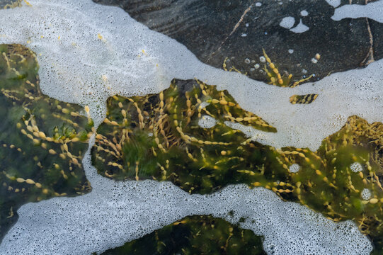 Close-up of green seaweed beneath shallow ocean water and sea foam on coastal rock formations. Organic seaside texture with flowing natural patterns, bubbles and contrasting coastal surfaces.
