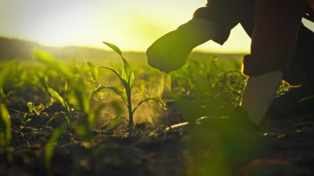 Young agricultural practitioner closely inspects a green corn stalk, evaluating the development of young ears in an open maize farm, exemplifying agronomic practices that enhance farming productivity