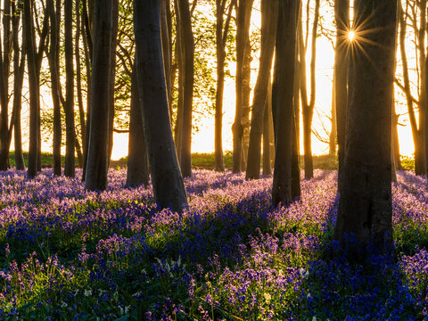 View of Bluebell Woodlands with a carpet of purple flowers and tall tree trunks backlit by the golden hour sunstar in Oxfordshire, United Kingdom.