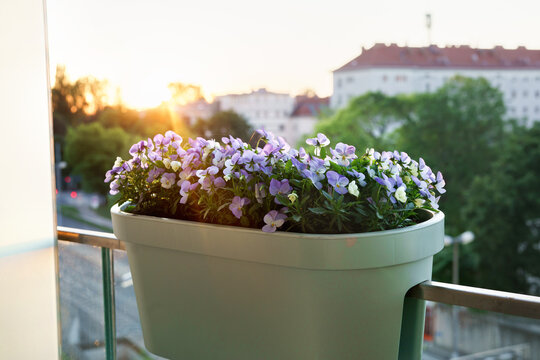 Purple pansies in balcony planter during in sunrise backlit