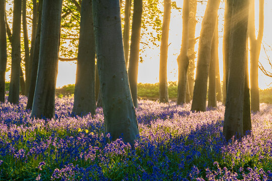 View of Bluebell Woodlands with a carpet of purple flowers and tall tree trunks illuminated by golden sunlight in Oxfordshire, United Kingdom.