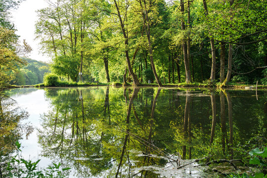 Peaceful forest pond with reflections in spring sunlight