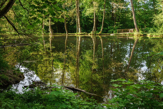 Forest lake with wooden bridge and reflections in calm water