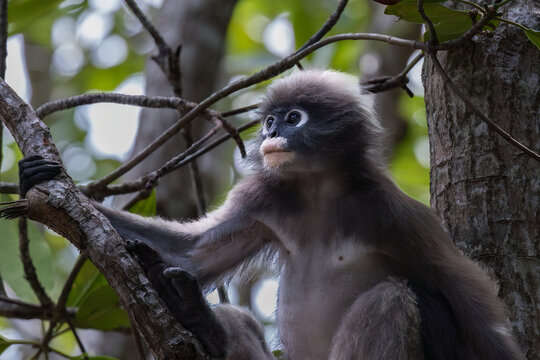 Dusky leaf monkey (Trachypithecus obscurus), also called spectacled langur. In the mangrove forest on Railay Beach, Krabi, Thailand. 
