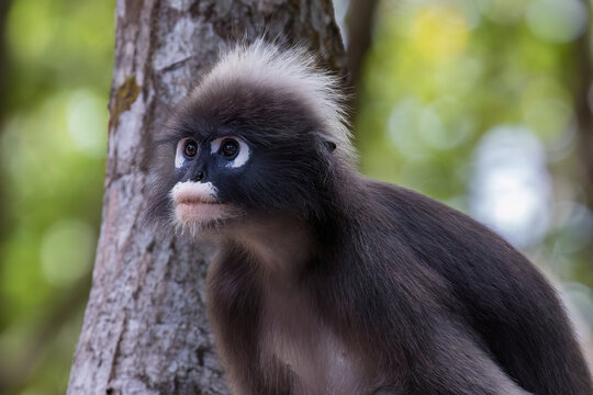Dusky leaf monkey (Trachypithecus obscurus), also called spectacled langur. In the mangrove forest on Railay Beach, Krabi, Thailand. 
