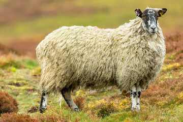 Swaledale mule ewe, or female sheep standing on upland moorland pasture in the Yorkshire Dales, England.  Facing front.  Horizontal.  Copy Space © Moorland Roamer