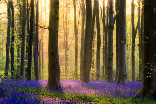 View of Bluebell Woodlands with a vibrant purple flower carpet and tall beech trees under golden sunlight filtering through the canopy in Oxfordshire, United Kingdom.