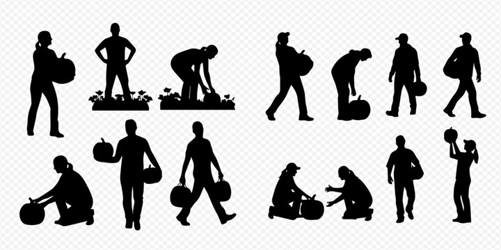 Silhouettes of people harvesting pumpkins, depicting various actions like carrying, bending, and collecting gourds in a field.