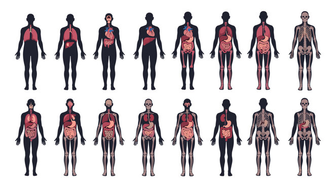 Detailed anatomical illustration showing several human silhouettes with different combinations of internal organs and bones.