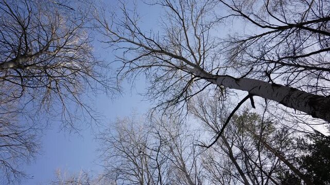 Leafless deciduous trees reach toward a solid blue sky during winter. A low angle perspective captures the bare branches as the viewpoint slowly rotates through the forest canopy.
