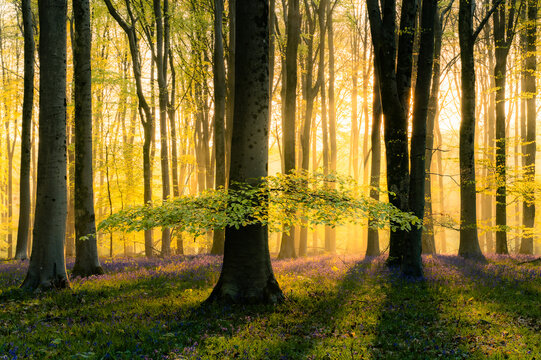 View of Bluebell Woodlands with tall trees and purple flowers on the forest floor under golden sunlight filtering through the canopy in Oxfordshire, United Kingdom.
