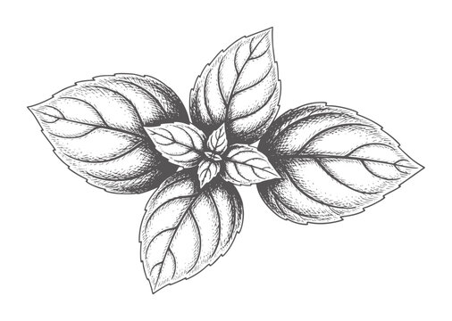 Black and white of a basil plant with leaves herb leaf