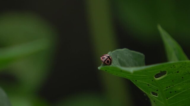 Macro footage of a small ladybug perched on the corner of a damaged green leaf. The soft-focus background emphasizes the insect's round shape and distinct patterns.