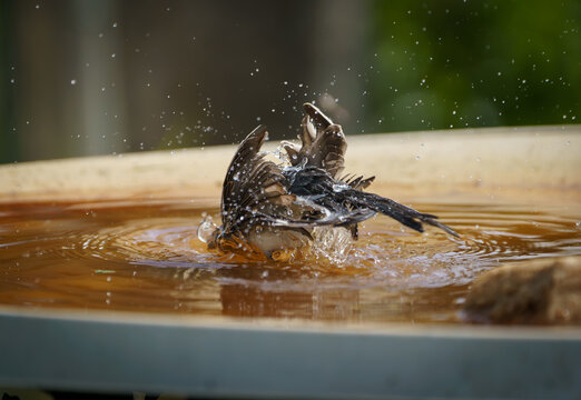 White Wagtail (Motacilla alba) bathing and preening at garden bird bath