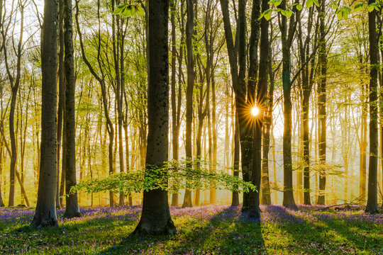 View of Bluebell Woodlands with the sun shining through tall beech trees and a carpet of purple flowers on the forest floor in Oxfordshire, United Kingdom.