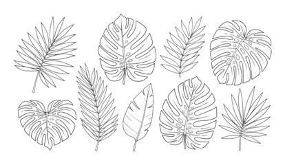 Collection of hand drawn tropical plant leaves in black outline white plants foliage © Parvej