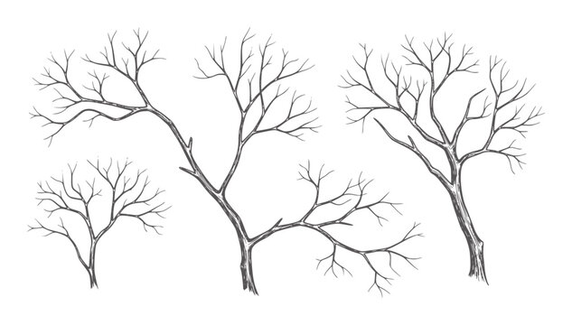 Four bare tree branches with intricate twig patterns hand drawn in dark gray winter