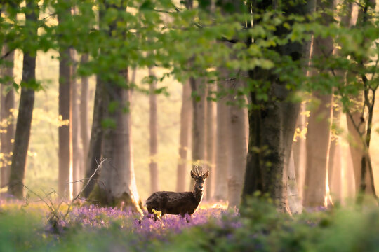 View of a roe deer buck standing among purple bluebells in a sunlit beech forest Oxfordshire, United Kingdom.