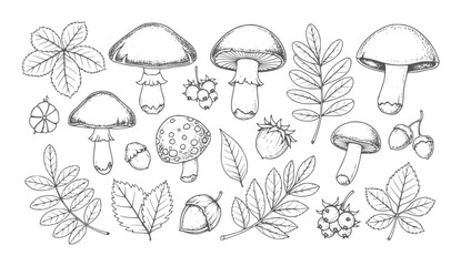 Hand drawn forest mushrooms berries leaves acorns nuts berry leaf © Parvej