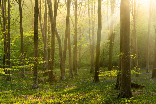 View of Bluebell Woodlands with sunbeams filtering through tall beech trees onto a carpet of spring flowers in Oxfordshire, United Kingdom.