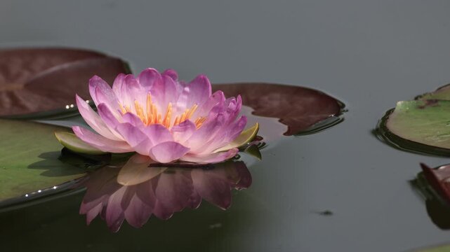 Queen Sirikit Lotus is a new hybrid lotus variety that is beautiful and rare. It was given the new name "Queen Sirikit Lotus" by royal decree. Thailand

