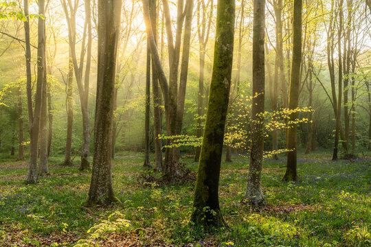 View of Bluebell Woodlands with sunbeams filtering through tall trees and a carpet of blue flowers on the forest floor in Oxfordshire, United Kingdom.