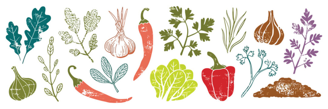 Spice Vector Illustration with Hand Drawn Crayon Herbs, Garlic, Ginger, Basil and Rosemary Doodle Icons