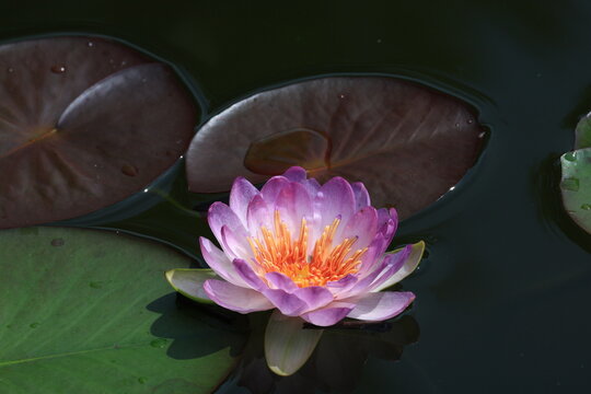 Queen Sirikit Lotus is a new hybrid lotus variety that is beautiful and rare. It was given the new name "Queen Sirikit Lotus" by royal decree. Thailand
