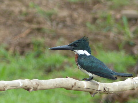 This is an Amazon Kingfisher (Chloroceryle amazona), a kingfisher native to the Neotropics. Araca River near Mamori, Amazonas &mdash; Brazil.
